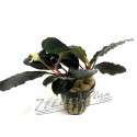 Bucephalandra Ariadne Blue L