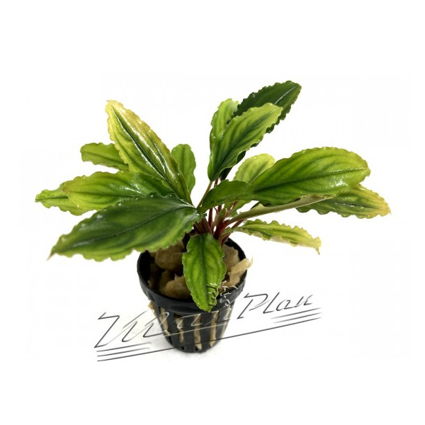 Bucephalandra Ariadne Blue L