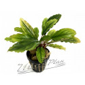 Bucephalandra Claud Smerald L