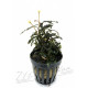 Bucephalandra Royal Blue L