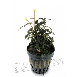 Bucephalandra Royal Blue L