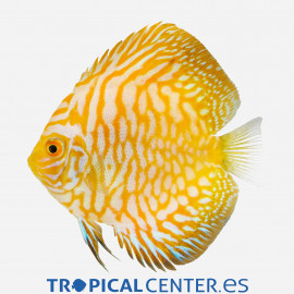 DISCUS DELUXE PIGEON ORO M