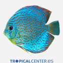 Discus Deluxe Scorpion Blue ML