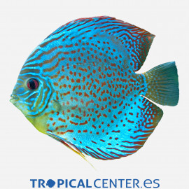 Discus Deluxe Scorpion Blue ML