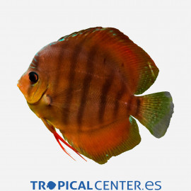 Discus deluxe Red Alenquer TX M