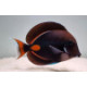 Acanthurus achilles M