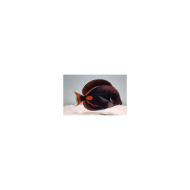 Acanthurus achilles M