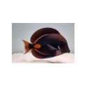 Acanthurus achilles M