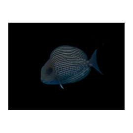 acanthurus mata s