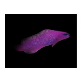 PSEUDOCHROMIS FRIDMANI