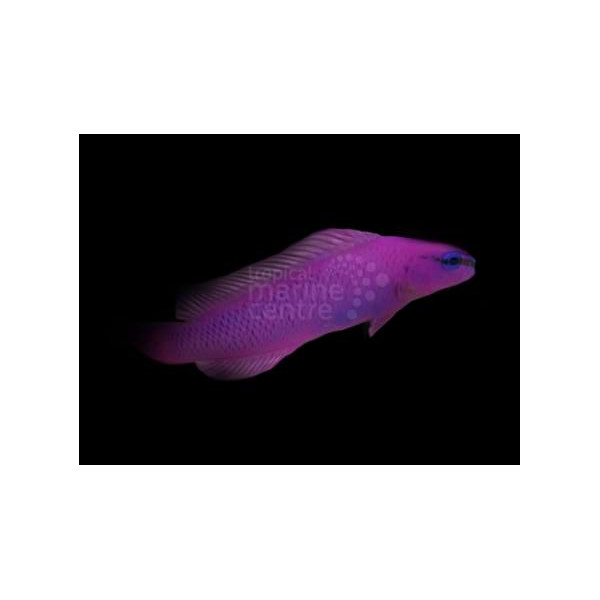 PSEUDOCHROMIS FRIDMANI