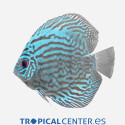 Discus azul turquesa Deluxe SM SYMPHYSODON AEQUIFASCIATA