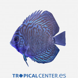 Discus deluxe Tigre blau SM