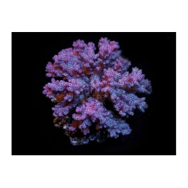 Pocillopora Cauliflower M CITES: 23PTLX01235I