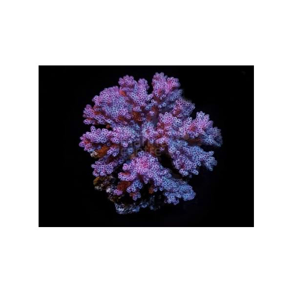 Pocillopora Cauliflower M