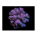 Pocillopora Cauliflower M 