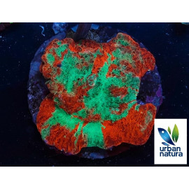 Echinopora RIDGE M ultra australia CITES: 23PTLX01231I