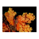 Scleronephthya sp Orange M
