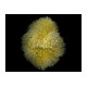 Sarcophyton spp. Yellow ML