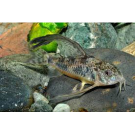 CORYDORAS PALEATUS vel