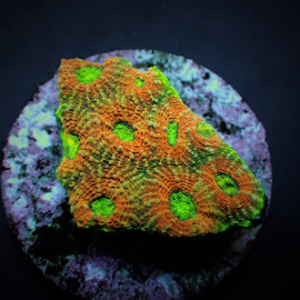 Acanthastrea echinata ultra orange green L