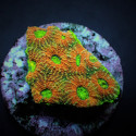 Acanthastrea echinata ultra orange green XL