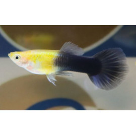 GUPPY MACHO GOLD & BLACK TAIL