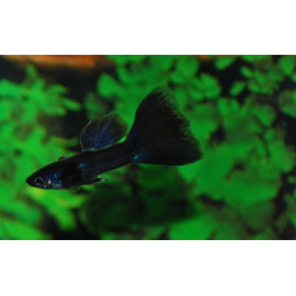 guppy macho full black