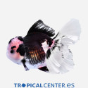 oranda panda hqf L