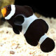 AMPHIPRION PERCULA CHOCOLATE 3-4CM BSF (PAYASO CHOCOLATE-CARA NARANJA)