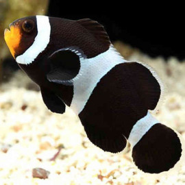 AMPHIPRION OCELLARIS BLACK Pareja Reproductora XL