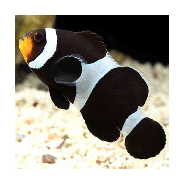 AMPHIPRION PERCULA CHOCOLATE 3-4CM BSF (PAYASO CHOCOLATE-CARA NARANJA)