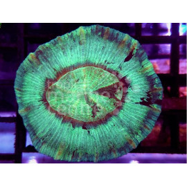 Trachyphyllia bluish CITES: 23PTLX00956I