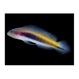 Pseudochromis bitaeniatus L