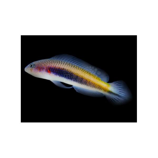 Pseudochromis bitaeniatus L