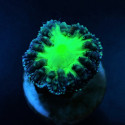 Blastomussa wellsi Green/Bicolor 