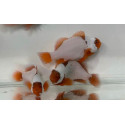 Amphiprion biaculeatus snowflake Bull head