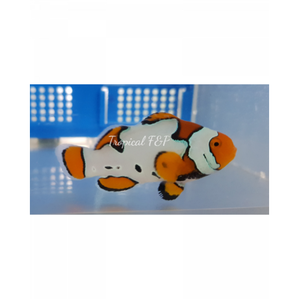 Amphiprion ocellaris Snow onyx Pareja