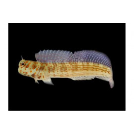 BLENIELLA CHRYSOSPILOS