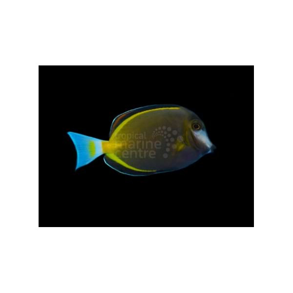 ACANTHURUS JAPONICUS