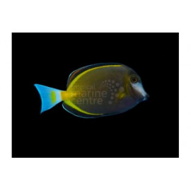 ACANTHURUS JAPONICUS