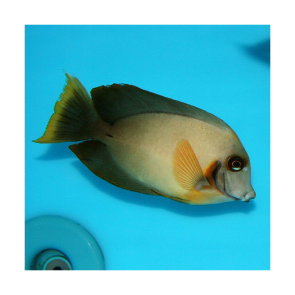 ACANTHURUS LEUCOSTERNON