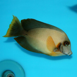 ACANTHURUS LEUCOSTERNON 10-12CM (ACANTHURUS LEUCOSTERNON)