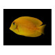 Acanthurus pyroferus Yellow Mustard Melanesia S