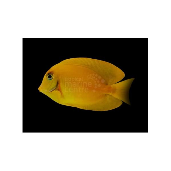 Acanthurus pyroferus Yellow Mustard Melanesia S
