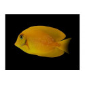 Acanthurus pyroferus Yellow Mustard Melanesia S