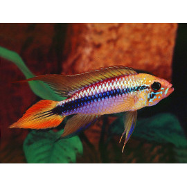 APISTOGRAMMA AGASSIZI DOBLE ROJO XXL (APISTOGRAMMA AGASSIZI)