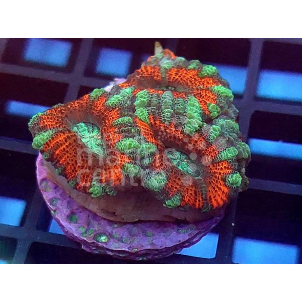 Acanthastrea red and green esqueje