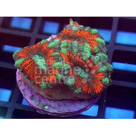 Acanthastrea red and green esqueix