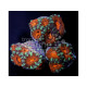 Acanthastrea spp. orange grey rim Esqueix